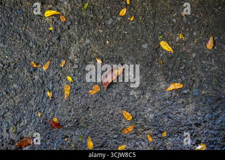 Scattered golden and brown leaves lie on a damp asphalt surface creating textured ground perfect for backgrounds or seasonal designs. Stock Photo