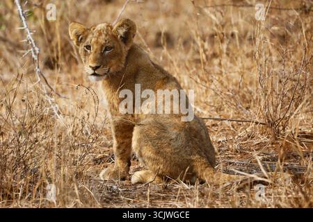 young Lion Cub sitting Stock Photo