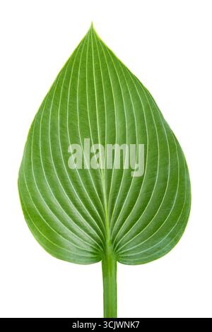 Hosta plantaginea leaf isolated on white background Stock Photo
