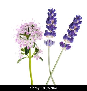 Thyme and lavender flowers isolated on white background Stock Photo