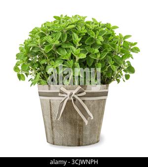Oregano plants in vase isolated on white background Stock Photo
