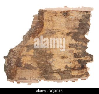 Back side of birch bark isolated on white background Stock Photo