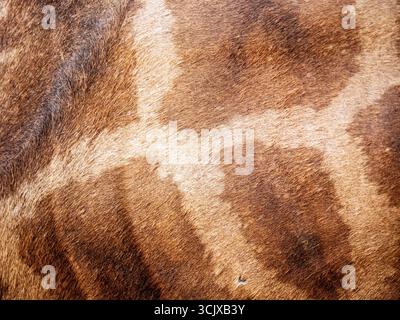 Close up shot of giraffe skin Stock Photo