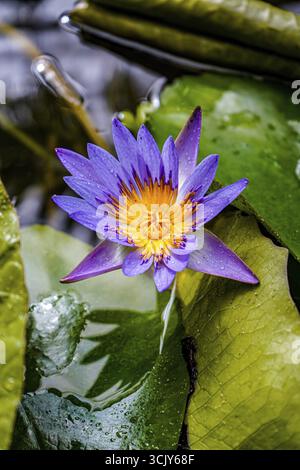 Purple, blue and yellow water lily on green leaves with water droplets, refreshing and lively. Blue water lily in a small pond, Nymphaea caerulea, Ger Stock Photo
