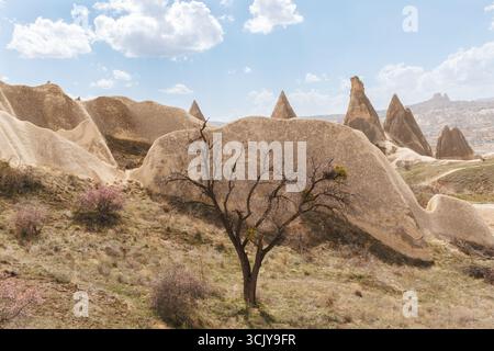 a lonely dried tree in the valley of the cappadocia, turkey Stock Photo