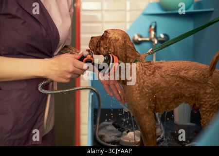 Caucasian young adult woman washing brown dog at grooming salon, holding showerhead and rinsing pet's fur while standing next to sink, dog secured with green leash Stock Photo