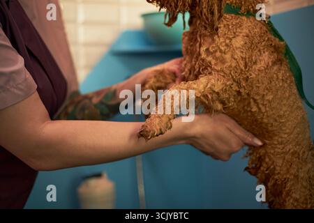 Caucasian young adult woman with tattooed arm holding curly haired dog during grooming session in pet care facility, only partial view of woman and dog visible in close up Stock Photo