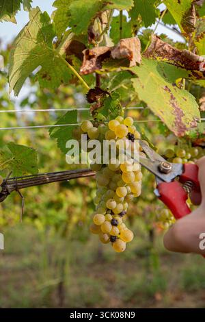 Freshly harvested white wine grapes filling a red plastic harvest container with pruning shears placed on top. The abundant golden-green clusters show Stock Photo