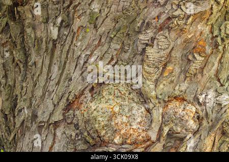 Detailed close-up of a rough tree bark showing cracks, knots, and natural wooden patterns, ideal as background or organic texture. Stock Photo