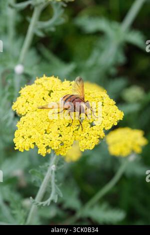 Hornet mimic hoverfly (Volucella zonaria), the largest hoverfly in the UK feeding on yellow flowers of yarrow Moonshine (Achillea moonshine) Stock Photo