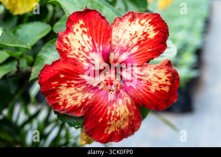 Single red and yellow Hibiscus Tahitian Dark Fire flower with blurry background Stock Photo