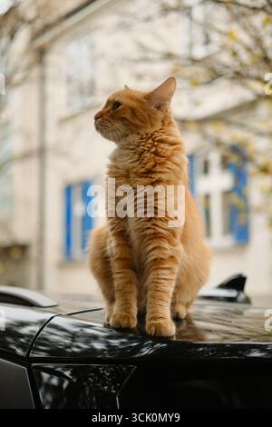 Ginger street cat resting on car roof outdoors in autumn city. Stock Photo