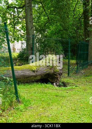 Uprooted fallen tree covered with moss lying across a bent metal fence in a forest park, showing natural damage and environmental impact Stock Photo
