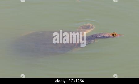 Softshell Turtle Swimming at Sandy Wool Lake at Ed R. Levin County Park, Santa Clara County, California. Stock Photo