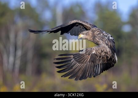 White-tailed eagle / Eurasian sea eagle (Haliaeetus albicilla) juvenile flying over moorland / heathland at forest edge in winter, Sweden Stock Photo