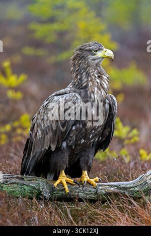 White-tailed eagle / Eurasian sea eagle (Haliaeetus albicilla) adult perched on fallen branch in moorland at forest edge in the rain in winter Stock Photo