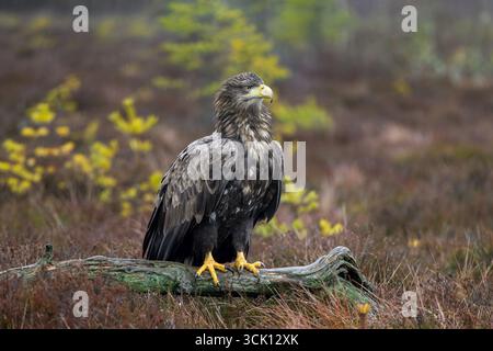 White-tailed eagle / Eurasian sea eagle (Haliaeetus albicilla) adult perched on fallen branch in moorland at forest edge in the rain in winter Stock Photo