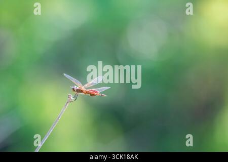 Red and Brown Dragonfly Rests on a Branch Stock Photo
