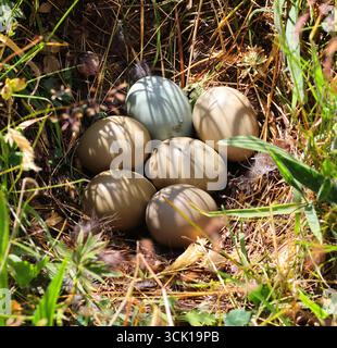 A Pheasants nest in the Cotswold Hills grassland Stock Photo