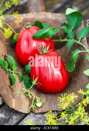 Freshly picked red pear shaped tomato with distinct ribs rest in a rustic wooden tray, framed by green vines and yellow dill flowers. Stock Photo