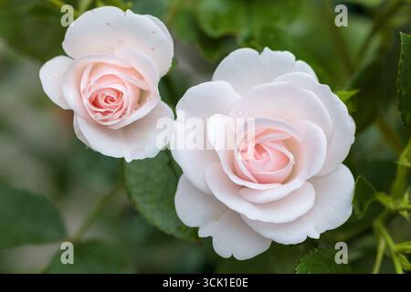 floribunda rose Aspirin in white -light pink with rain drops macro Stock Photo