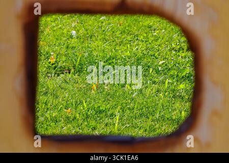 View of fresh green grass captured through a wooden frame opening. Natural spring lawn background, bright outdoor texture useful for design, nature, a Stock Photo
