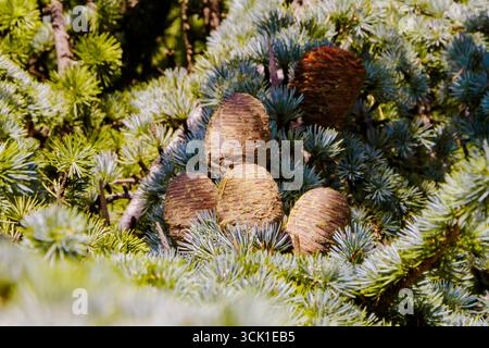 Closeup of mature cedar cones nestled among dense green needles on a branch. Evergreen conifer detail, botanical and forestry concept, ideal for eco a Stock Photo