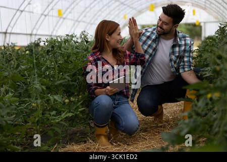 Male farmer and female agronomist giving each other a high five after examining tomatoes in greenhouse Stock Photo