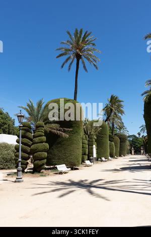 Sculpted topiary and palm trees in Parque Genoves, a historic botanical garden in Cadiz, Andalusia, Spain. Photographed in September 2025. Stock Photo