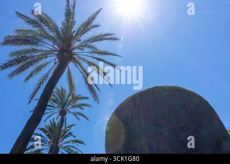 Sculpted topiary and palm trees in Parque Genoves, a historic botanical garden in Cadiz, Andalusia, Spain. Photographed in September 2025. Stock Photo