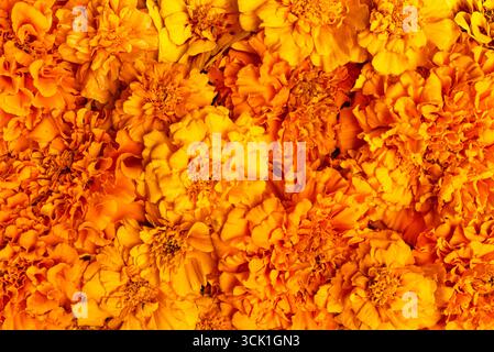 Orange Marigold Flower as background, design template. Mexican cempasuchil flowers close up. Stock Photo