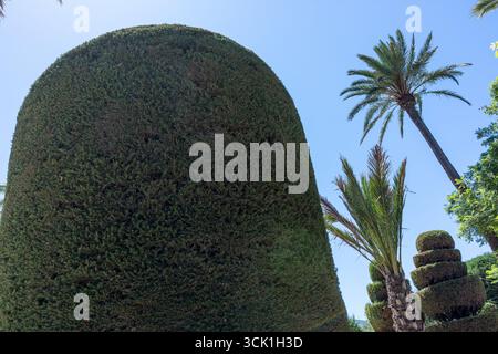 Sculpted topiary and palm trees in Parque Genoves, a historic botanical garden in Cadiz, Andalusia, Spain. Photographed in September 2025. Stock Photo
