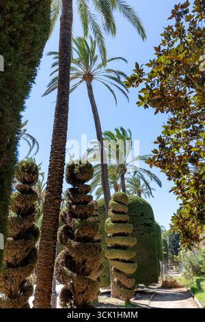 Sculpted topiary and palm trees in Parque Genoves, a historic botanical garden in Cadiz, Andalusia, Spain. Photographed in September 2025. Stock Photo