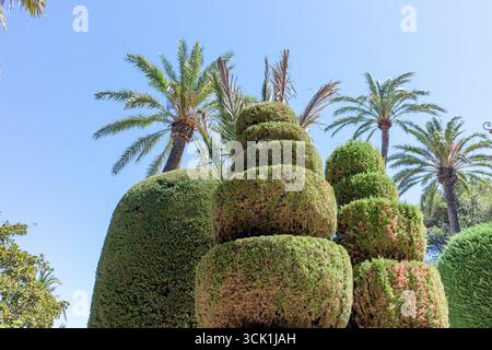 Sculpted topiary and palm trees in Parque Genoves, a historic botanical garden in Cadiz, Andalusia, Spain. Photographed in September 2025. Stock Photo