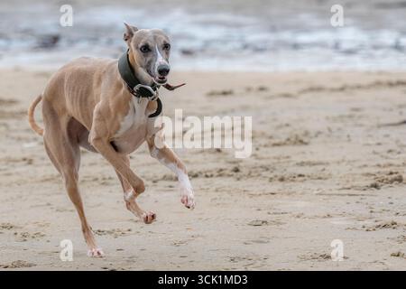 Whippet running on the beach Stock Photo