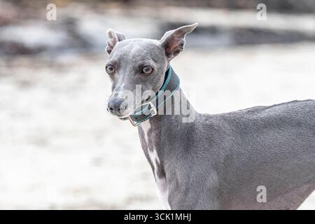Whippet on the beach Stock Photo