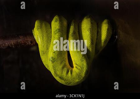 A green tree python hanging from a branch. A sleeping snake, skin texture Stock Photo