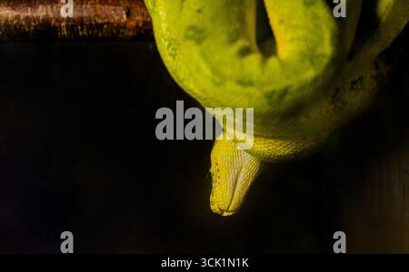 Detailed shot of a green tree python's head on black background next to advertising text space. Closeup of a vibrant green snake Stock Photo