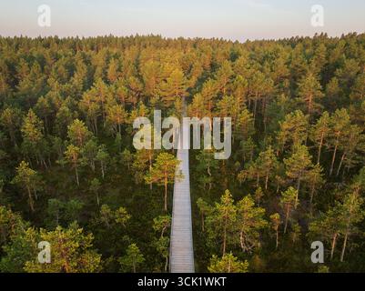 Aerial drone perspective of a straight wooden boardwalk trail leading through a dense pine forest during a warm golden hour. Stock Photo