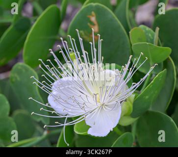 Flower of the Seaside Caper (Capparis cartilaginea), Kilifi County, Watamu, coastal Kenya. Stock Photo
