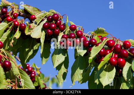 Ripe cherries (Prunus) on a branch, cherry tree near Neuffen on the northern edge of the Swabian Alb, Esslingen district, Baden-Württemberg, Germany Stock Photo