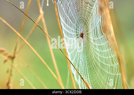 Cross Orbweaver Spider Web Dewdrops. A close-up of a Cross Orbweaver Spider on a web covered with dewdrops. Stock Photo