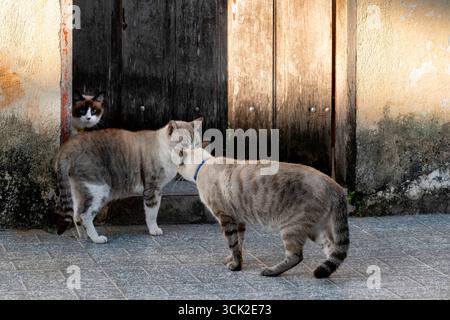 Blue eyed cat peeking through door Stock Photo