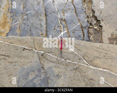 a little red dragonfly on the rock in sunny day Stock Photo