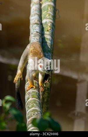 Ecuadorian squirrel monkey (Saimiri cassiquiarensis macrodon) on a bamboo log in the Amazon Basin in Ecuador. Stock Photo