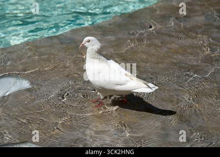 Paloma blanca refrescandose en al agua de una fuente de la ciudad en la zona poco profunda Stock Photo