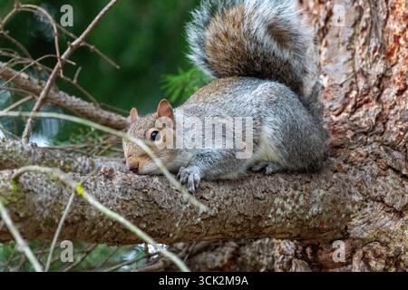 Relaxed Squirrel Lounging on Tree Limb in Natural Setting Stock Photo