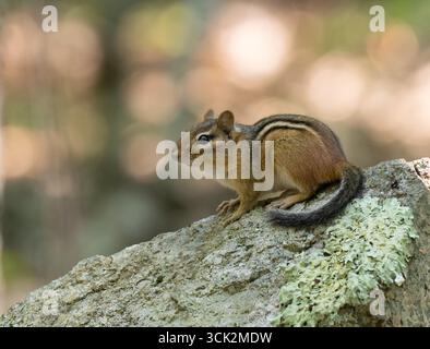Close up of an alert Eastern chipmunk on a boulder. Photographed in profile in Old Boston Preserve in Ogunquit, Maine. Stock Photo