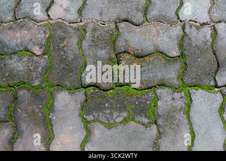 Pavement block with green moss Stock Photo