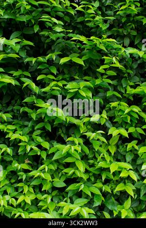 Green bush of wall background, Leaves wall texture. Stock Photo